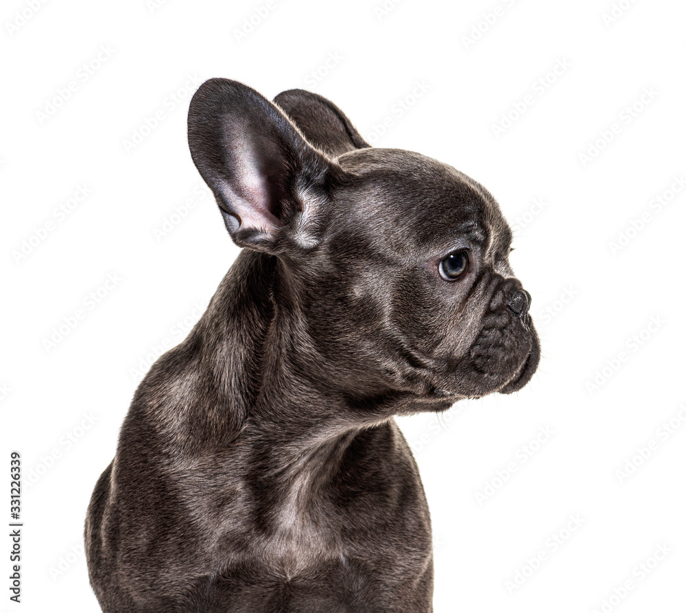 Close-up of a puppy French bulldog, isolated on white