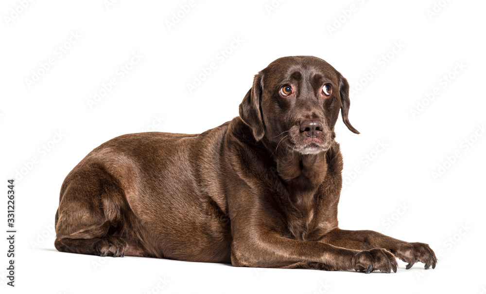 Unhappy Lying Chocolat Labrador afraid, questionning, expressive