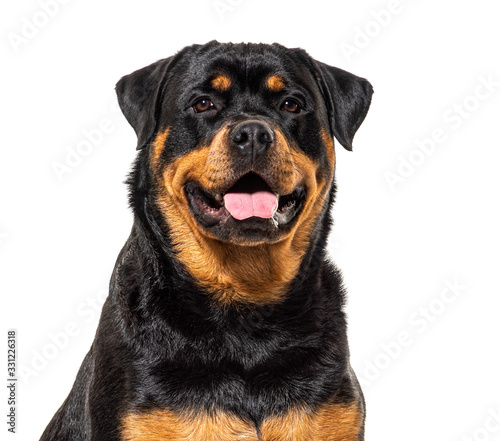 Close-up on a happy Rottweiler dog  isolated on white