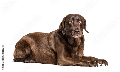 Unhappy Lying Chocolat Labrador afraid, questionning, expressive