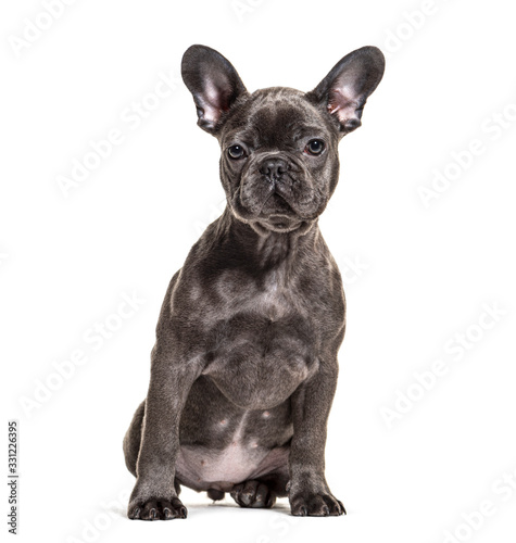 Front view of a sitting grey French bulldog  isolated on white