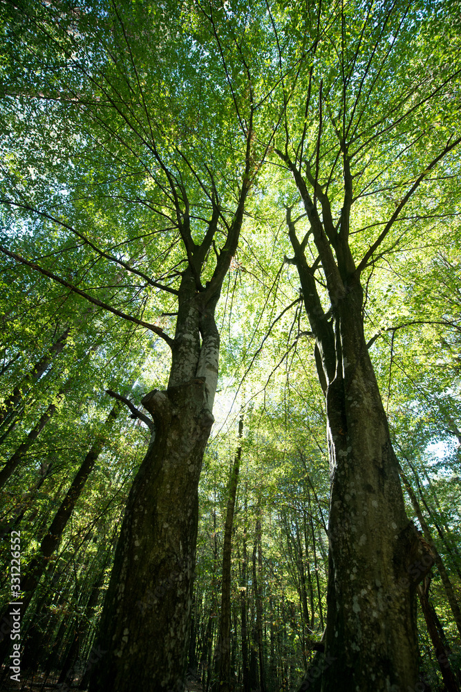 Fototapeta premium Sunlight through the green foliage of crowns trees, bottom view