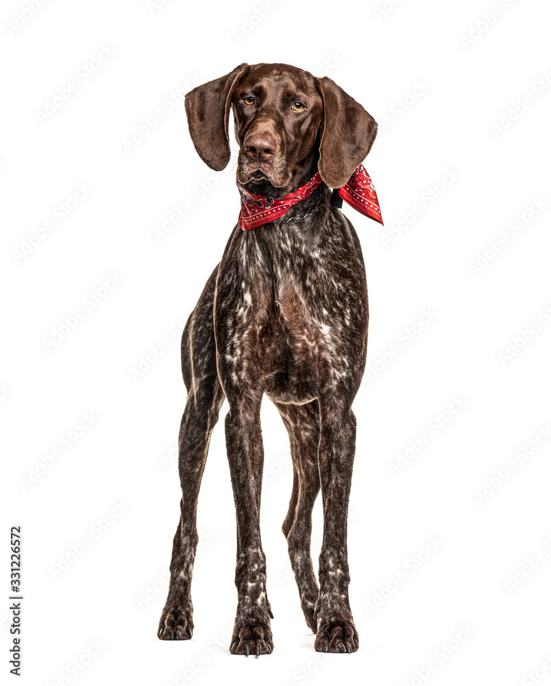 German Shorthaired Pointer, isolated on white