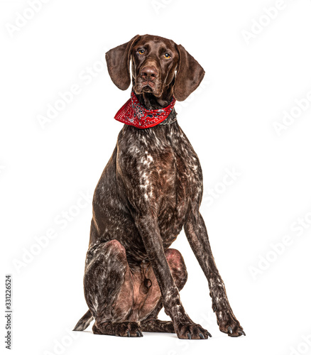 Standing German Shorthaired Pointer, isolated on white