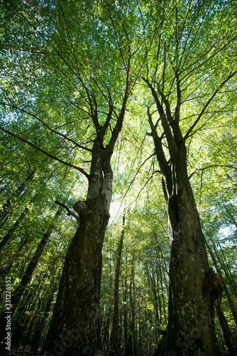 Fototapeta Naklejka Na Ścianę i Meble -  Sunlight through the green foliage of crowns trees, bottom view