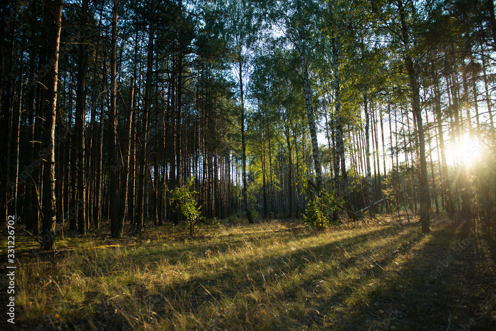 Fototapeta premium Evening scenic forest lit by the setting sun