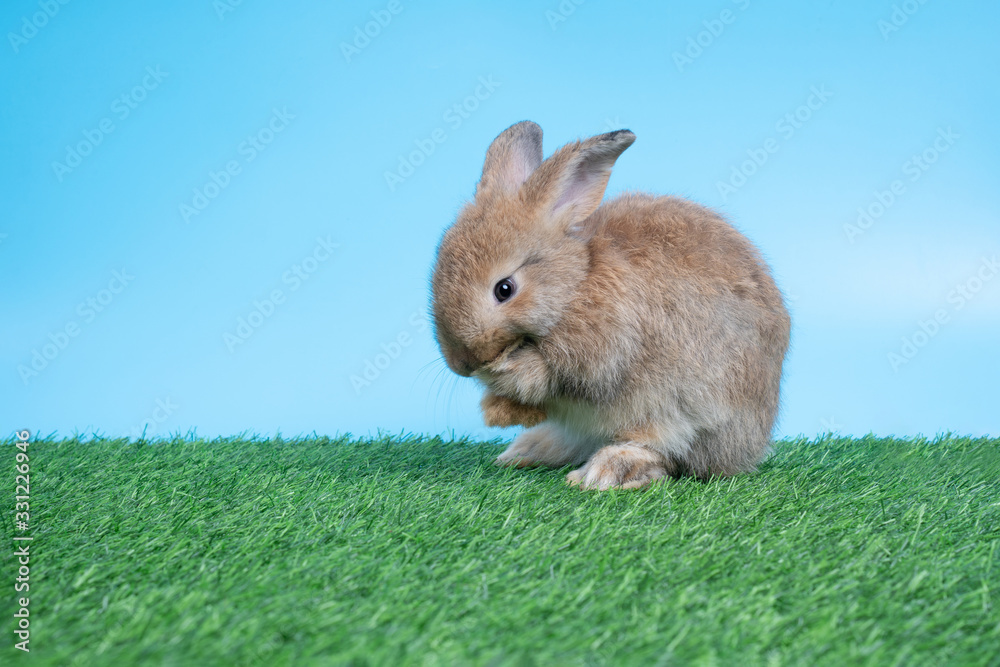 Furry and fluffy cute Black rabbit is Standing on two legs on Green grass and blue background and cleaning the front legs. Concept of rodent pet and easter. Furry and fluffy cute Black rabbit is Standing on two legs on Green grass and blue background and cleaning the front legs. Concept of rodent pet and easter.
