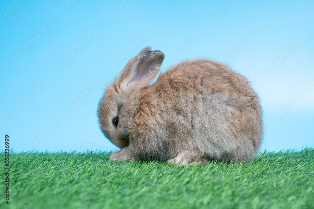 Furry and fluffy cute Black rabbit is sitting on green grass and blue background. Concept of rodent pet and easter. Furry and fluffy cute Black rabbit is sitting on green grass and blue background. Concept of rodent pet and easter.