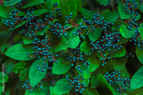 Belo papel de parede com folhas verdes e frutos pretos em um parque em Portugal 