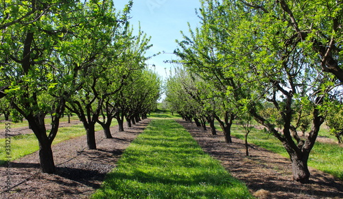 Fotografering picture of almond orchards in rows