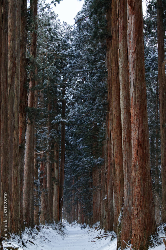 Fototapeta premium 雪の杉木立