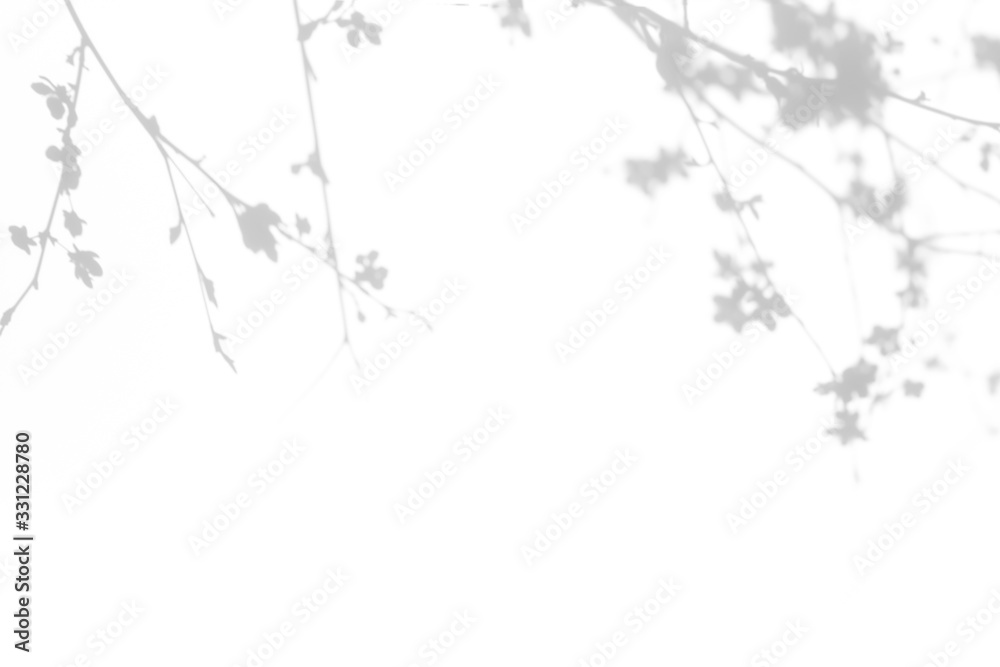 Overlay effect for photo. Gray shadows of cherry tree blooming branches on a white wall. Abstract neutral nature concept background for design presentation Overlay effect for photo. Gray shadows of cherry tree blooming branches on a white wall. Abstract neutral nature concept background for design presentation