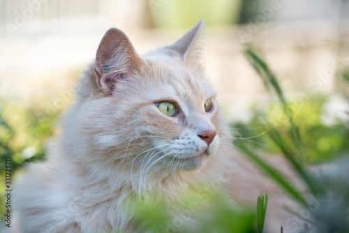 CHAT