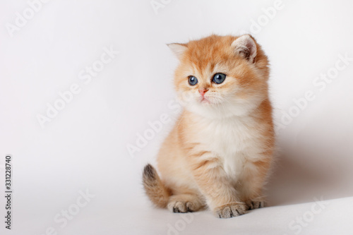 cute fluffy kitten Golden chinchilla British  sitting on a white background  on white background. the concept of cute, funny pets