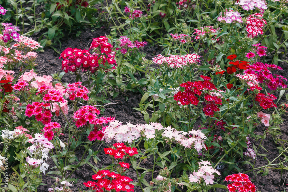 Image of varietal carnations grow on the flowerbed