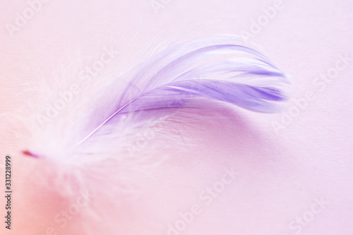 Gentle background with purple feather on a pink background close-up  soft focus