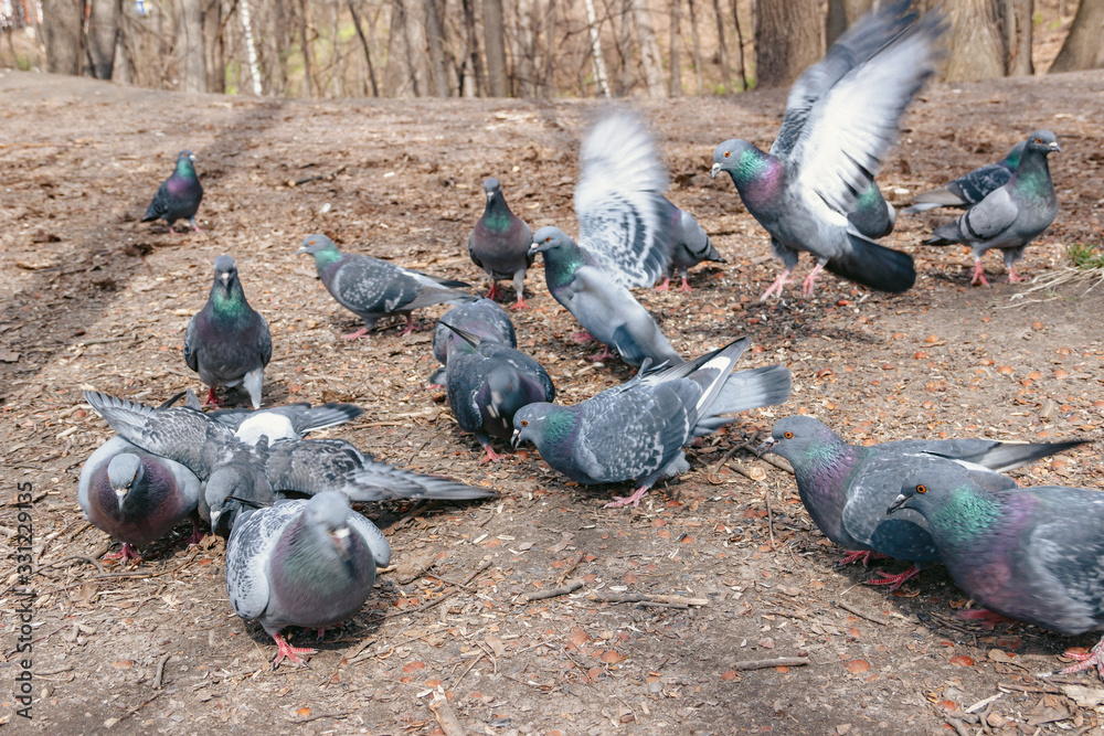 Obraz premium Flock of pigeons eating in the park