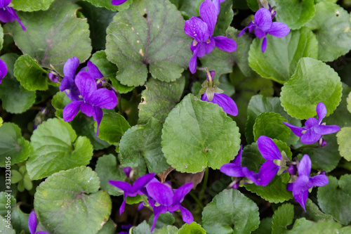 Herbaceous perennial plant - Viola odorata (wood violet, sweet violet, english violet, garden viole). spring flower in the forest, early spring