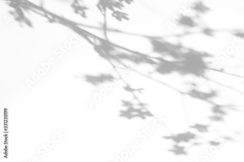 Blurred overlay effect for for natural light photo effects. Gray shadows of cherry tree blooming branches on a white wall. Abstract neutral nature concept background for design presentation.  © Aleksandra Konoplya