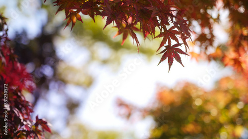 Beautiful red leaves in Japan photo