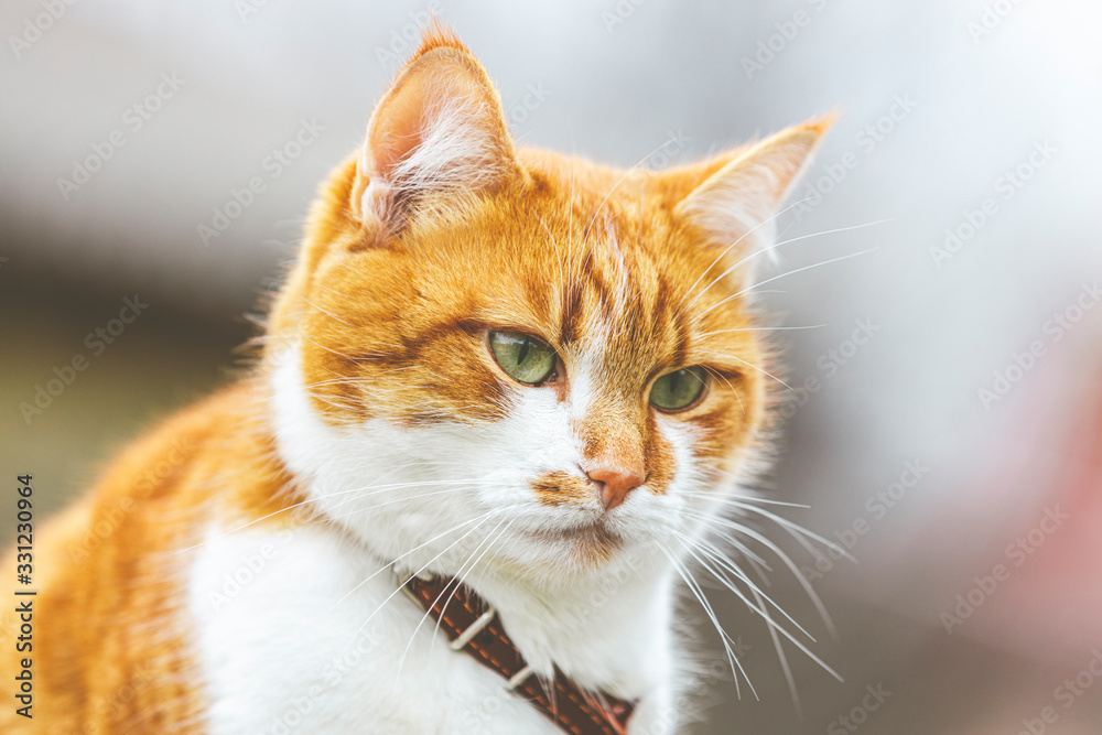 Cute white-red cat in a red collar relax on the garden, close up, shallow depth of field. Cat is staring at something