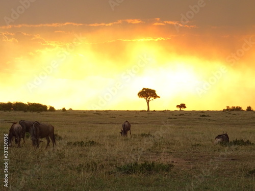 sunset  in africa