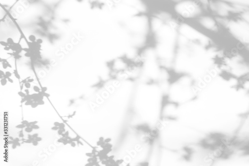 Blurred overlay effect for for natural light photo effects. Gray shadows of cherry tree blooming branches on a white wall. Abstract neutral nature concept background for design presentation. 