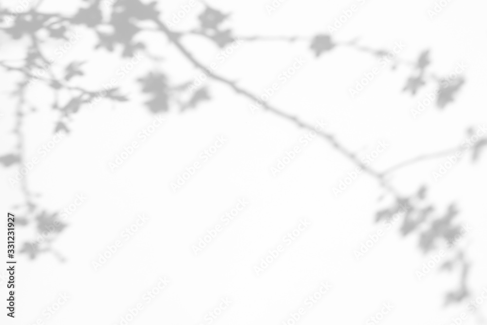 Overlay effect for photo. Gray shadows of cherry tree blooming branches on a white wall. Abstract neutral nature concept background for design presentation Overlay effect for photo. Gray shadows of cherry tree blooming branches on a white wall. Abstract neutral nature concept background for design presentation