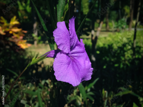 Fresh Purple Blooming Of Flower Ruellia Simplex Or Mexican Petunia Flowering Plant In The Garden