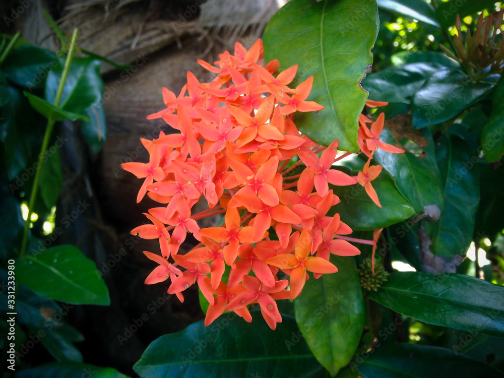 Orange Flowering Shrub Of Flame Of The Woods Or Jungle Flame Or Ixora Coccinea In The Garden Orange Flowering Shrub Of Flame Of The Woods Or Jungle Flame Or Ixora Coccinea In The Garden