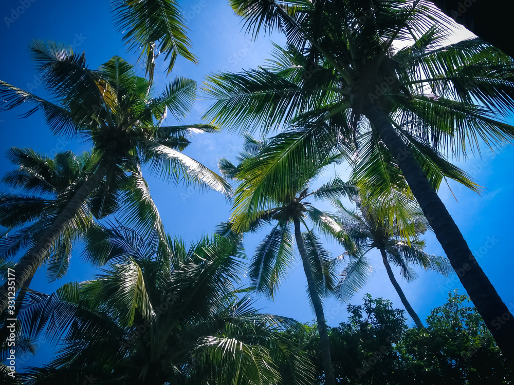 Warm Atmosphere Under Coconut Palm Trees And Bright Clear Blue Sky In The Plant Field Warm Atmosphere Under Coconut Palm Trees And Bright Clear Blue Sky In The Plant Field