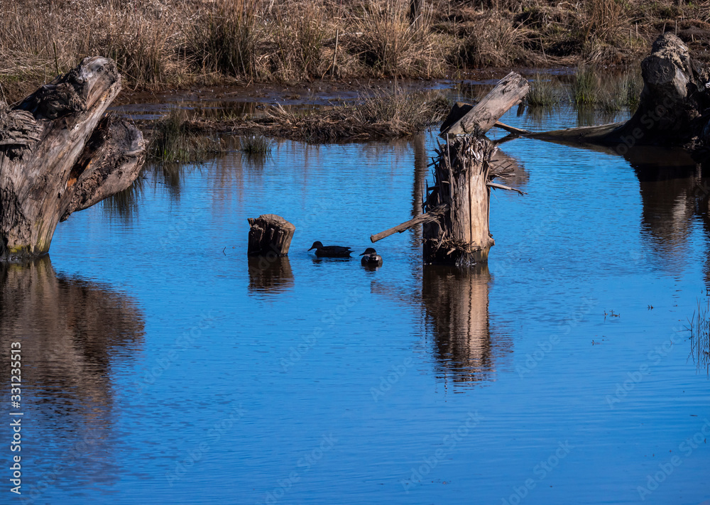 Marsh at Steigerwald Lake NWR - (1) Marsh at Steigerwald Lake NWR - (1)
