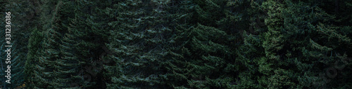 Banner fondo bosque pinos outdoor