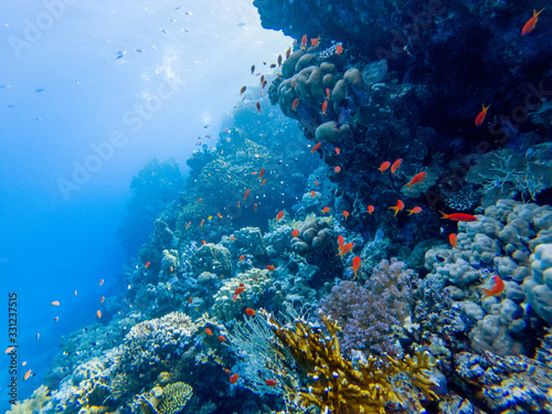 Fototapeta Naklejka Na Ścianę i Meble -  colorful corals and exotic fishes at the bottom of the red sea. beautiful natural summer background