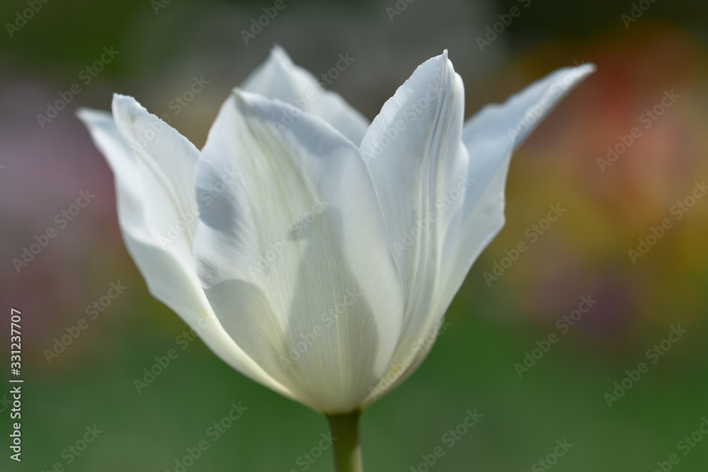 Fototapeta premium White tulip with opened petals against a delicate bokeh