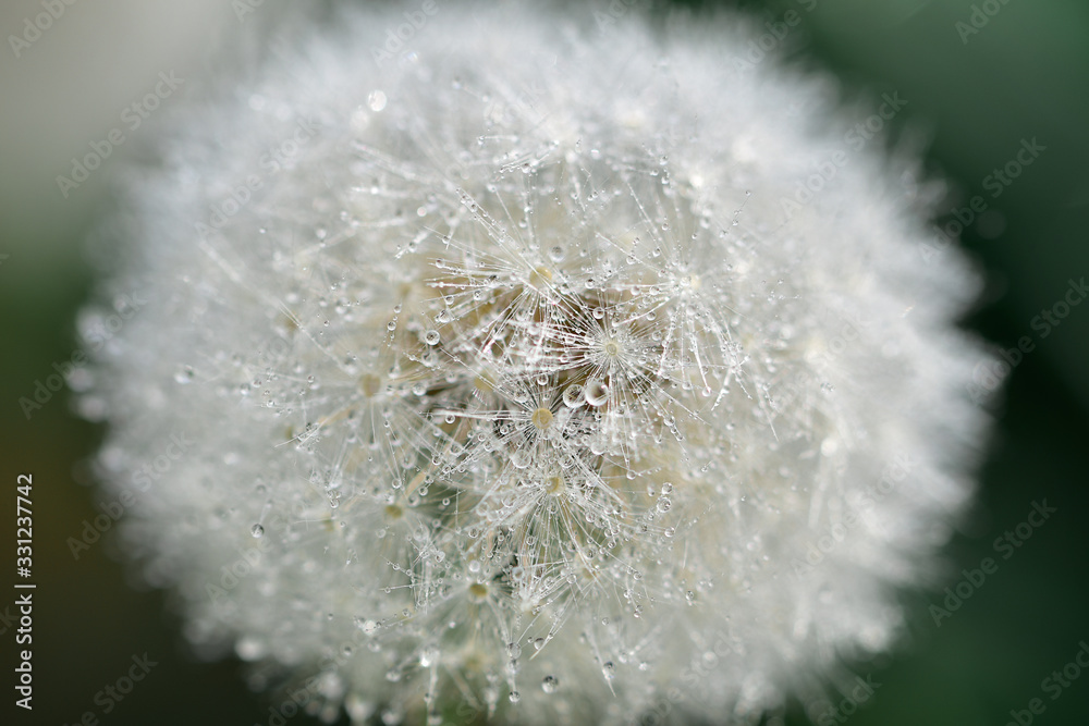 Fototapeta premium Head of a faded dandelion with fluffy seed umbrellas covered with dew drops 