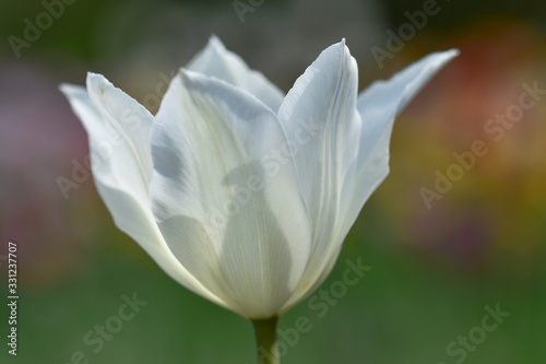 White tulip with opened petals against a delicate bokeh