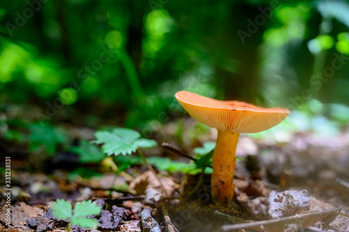Orange Mushroom Grows On Forest Floor