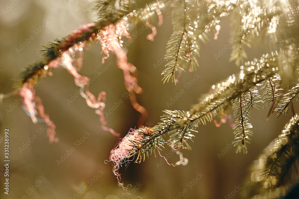 Closeup of spruce branch in backlight with fibres of red absorbent cotton. Seen in Germany in March Closeup of spruce branch in backlight with fibres of red absorbent cotton. Seen in Germany in March