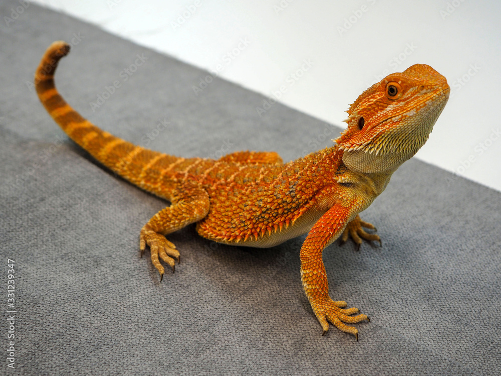 Fototapeta premium bearded Agama Australian lizard close up