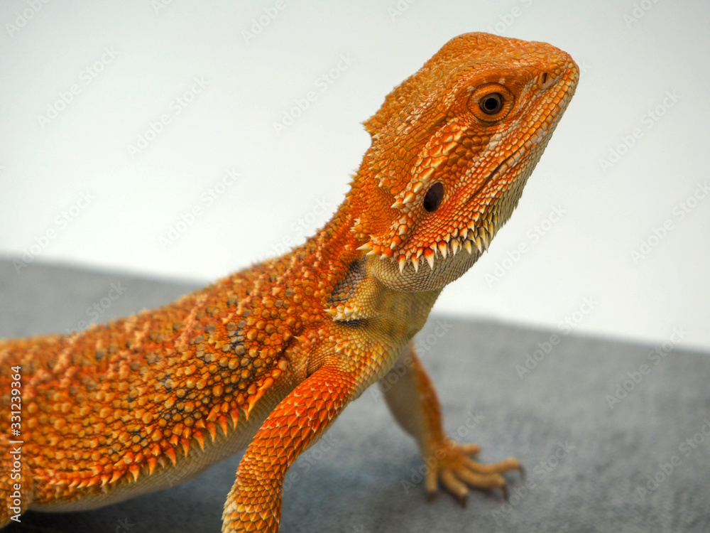 Obraz premium bearded Agama Australian lizard close up