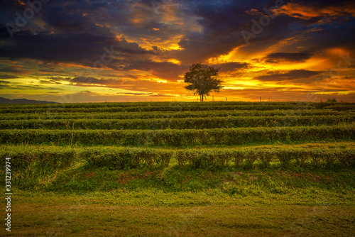 sunset skyline in tea farm with single tree on maedow photo