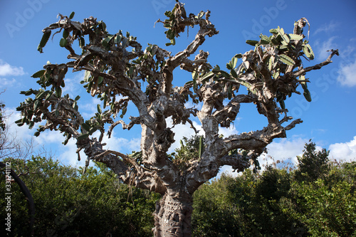 Ancient cactus. 500 years . Cuba