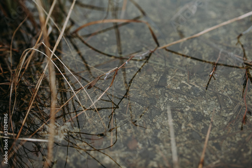 macro water close look in lake © Miks