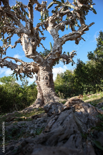Ancient cactus. 500 years . Cuba