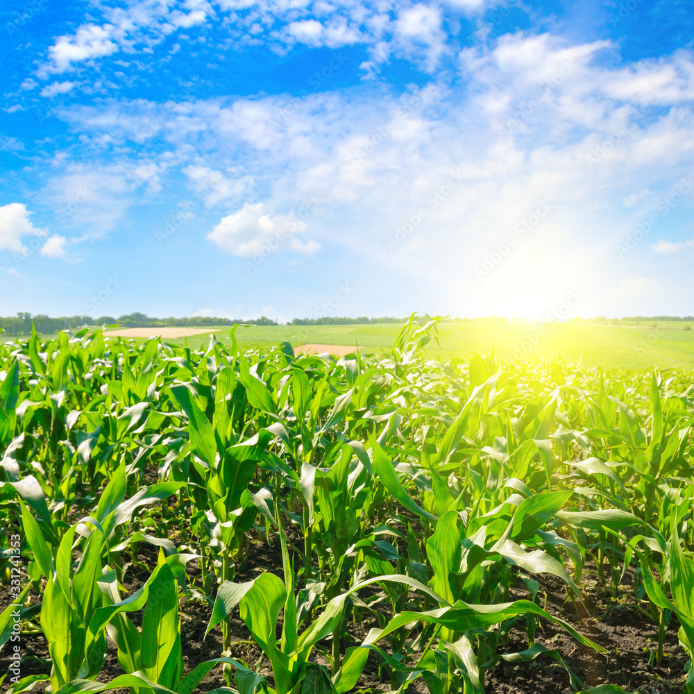 Green corn field and bright sunrise against the blue sky. Green corn field and bright sunrise against the blue sky.