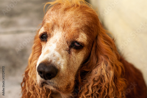 Sad looking dog