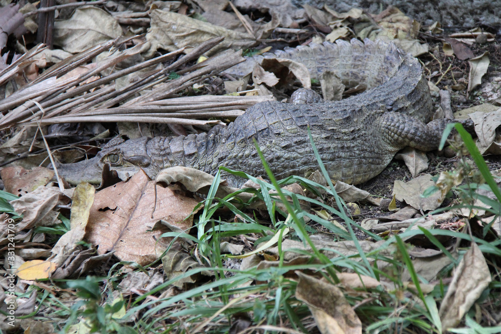 crocodile in a zoo in chiang mai (thailand) crocodile in a zoo in chiang mai (thailand)