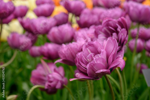Purple Tulips Open in Spring