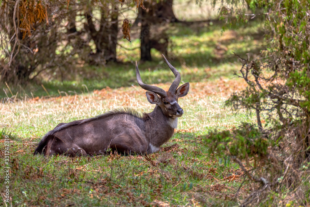 Beautiful animal, male of Mountain Nyala in natural habitat. Endemic antelope, Bale mountains Ethiopia, safari wildlife Beautiful animal, male of Mountain Nyala in natural habitat. Endemic antelope, Bale mountains Ethiopia, safari wildlife
